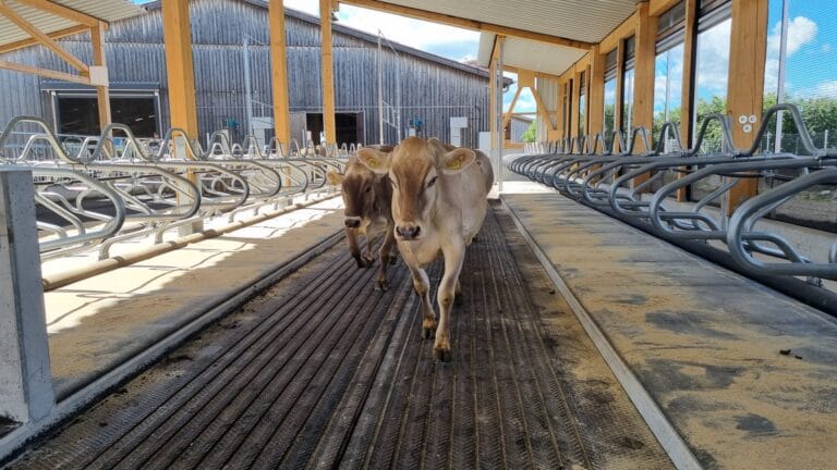 Magellan cow mat keeps herd clean