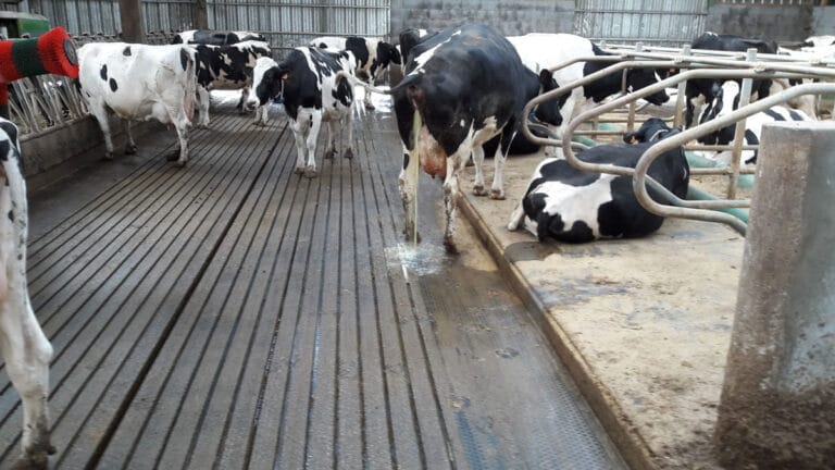 Ammonia emissions from cows